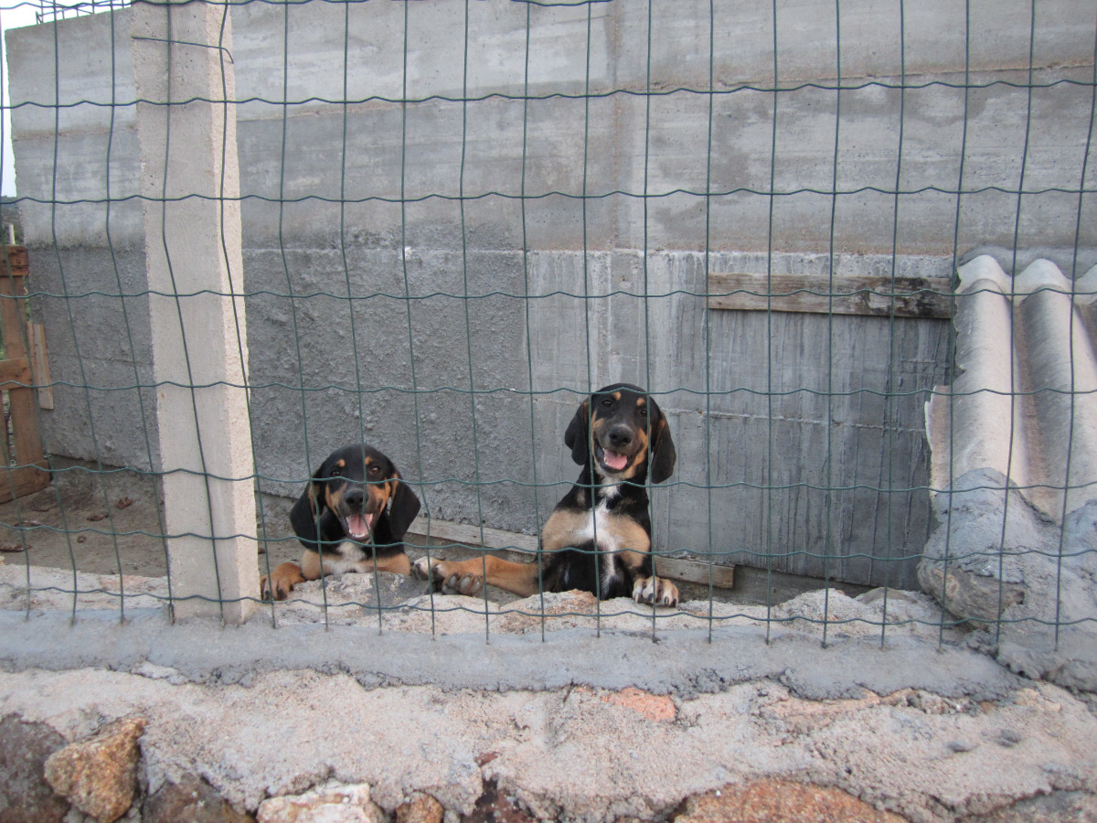 Hunde auf Sardinien